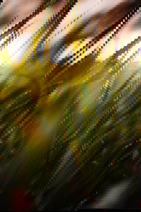A close up of light shining through blades of grass