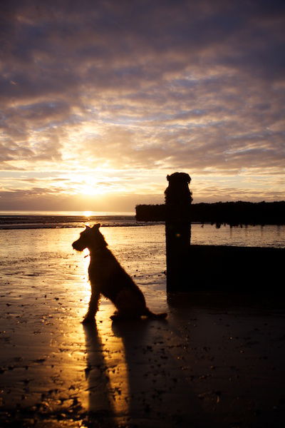 NYEBrody Beach 020111 2002 A dog stands on the beach during sunset, looking towards the horizon.