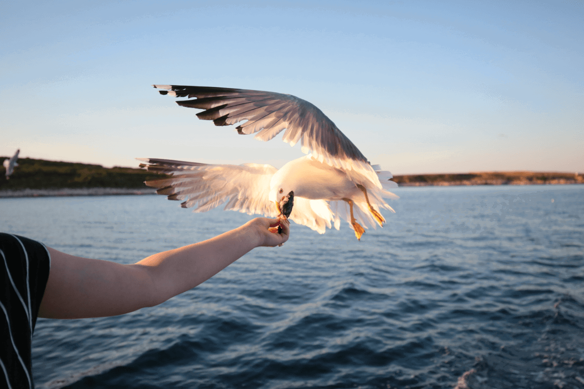 A seagull feeding from someone's hand